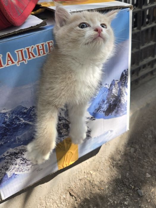Продам не дорого