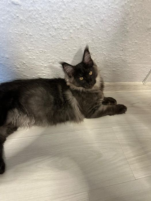 Maincoon  cu părinței champions