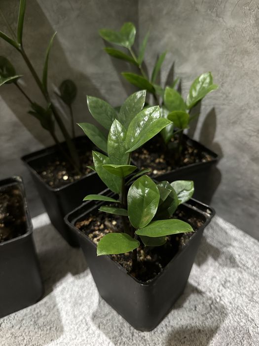 Продам долоровое дерево (Замиокулькас)