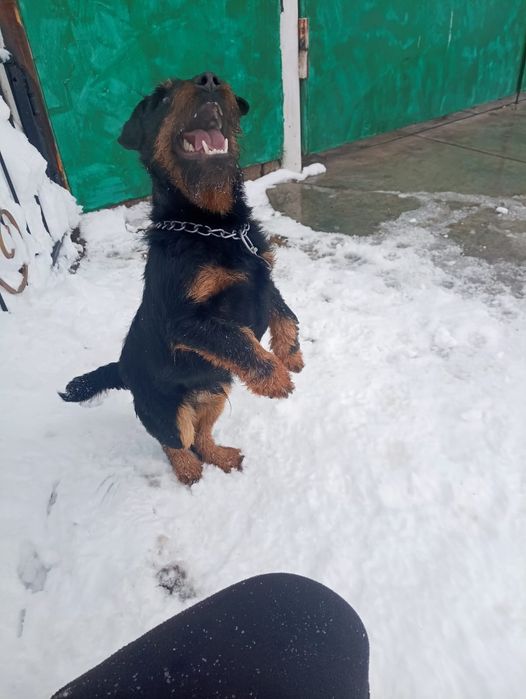 Ягдтерьер кабель для вязки