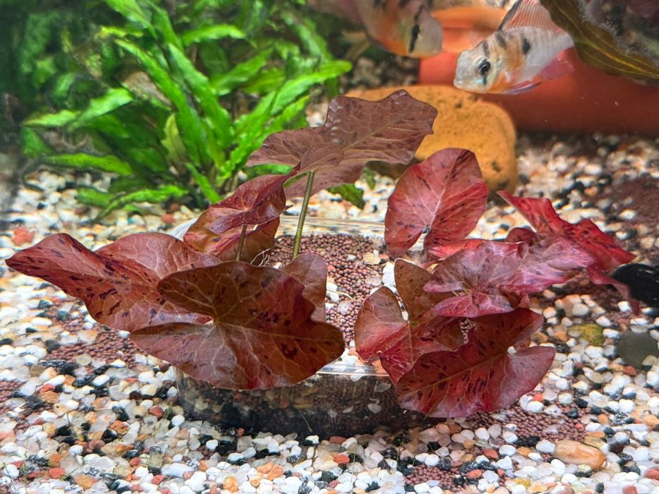 Нимфея Лотос Красная