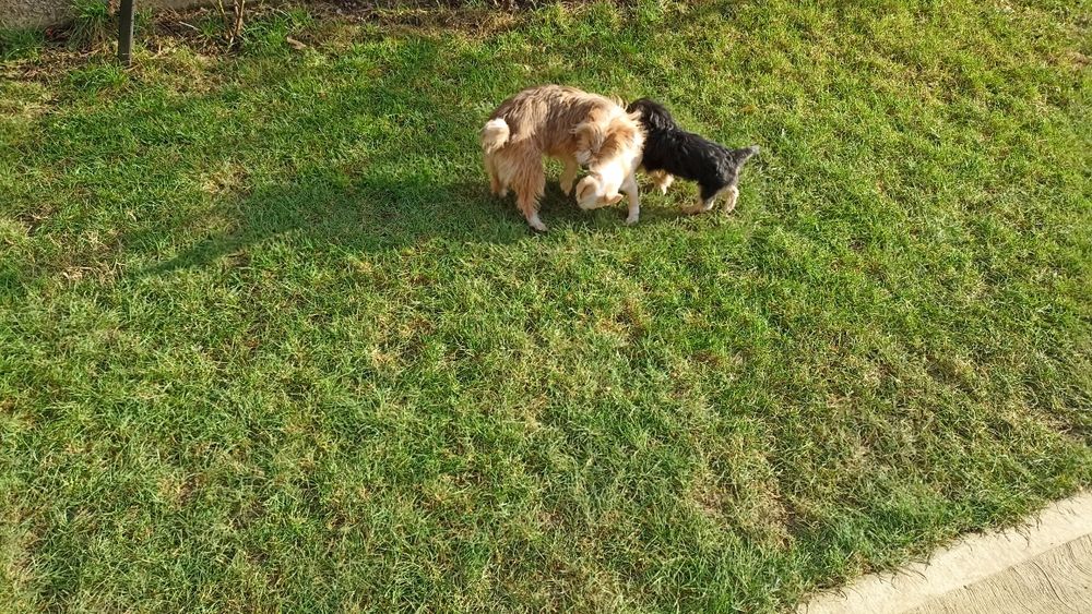 Adoptie căței talie mică