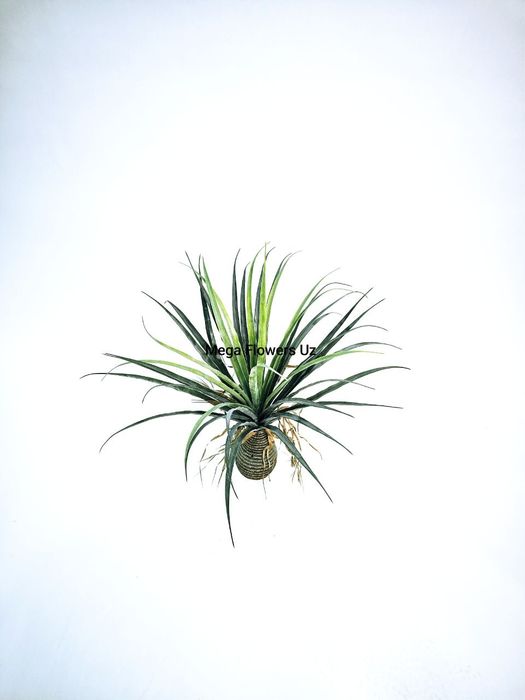 Искусственные растения цветы и деревья