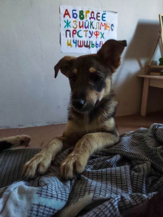 Отдам щеночка мальчика  в добрые руки