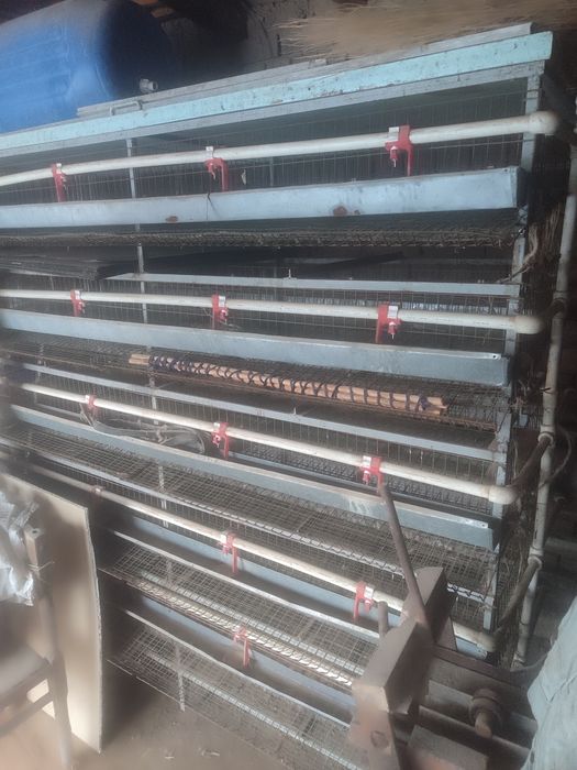 Бедана кафас сотилади