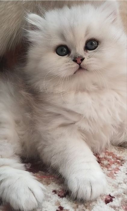 Tozza nasillik mushuklar