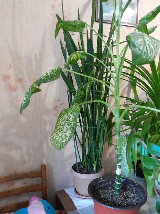 Продам цветы домашние