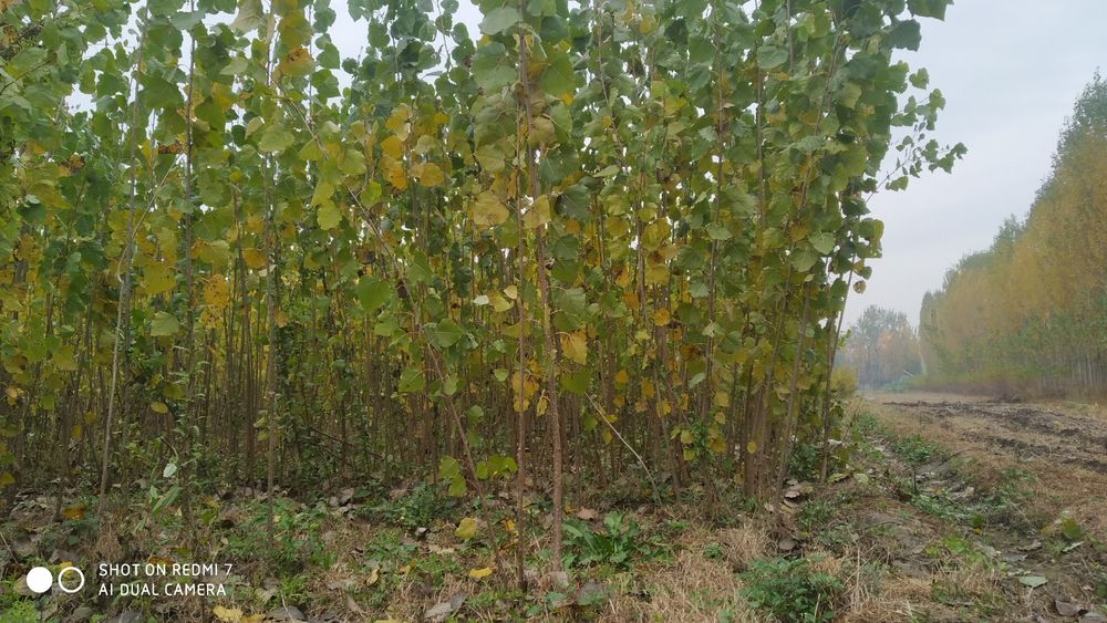 Terak kochatlar Kaliforniya va koʻk terak bor optom narxda sotiladi