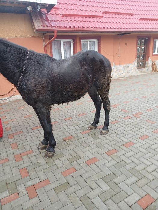 Cal de vânzare 4 ani