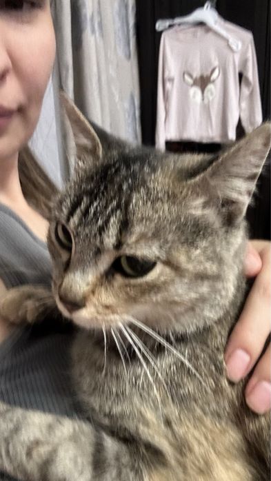 Отдам кошку срочно
