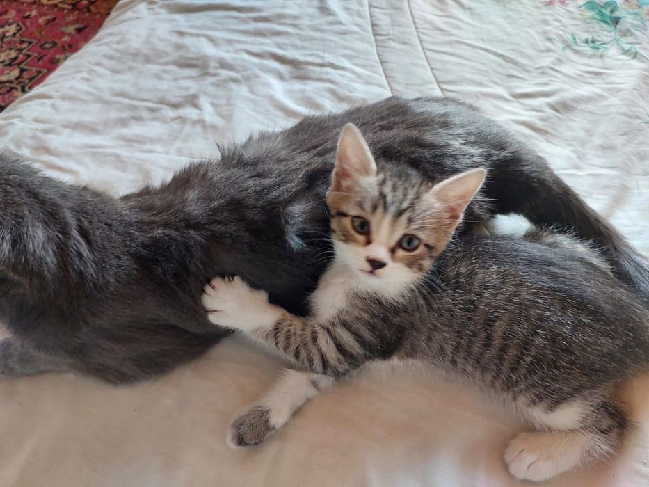 Отдам котят в хорошие руки