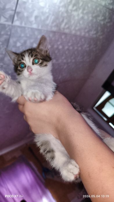 Котята пушистики ищут свой дом