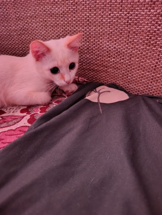 Отдам срочно котёнка