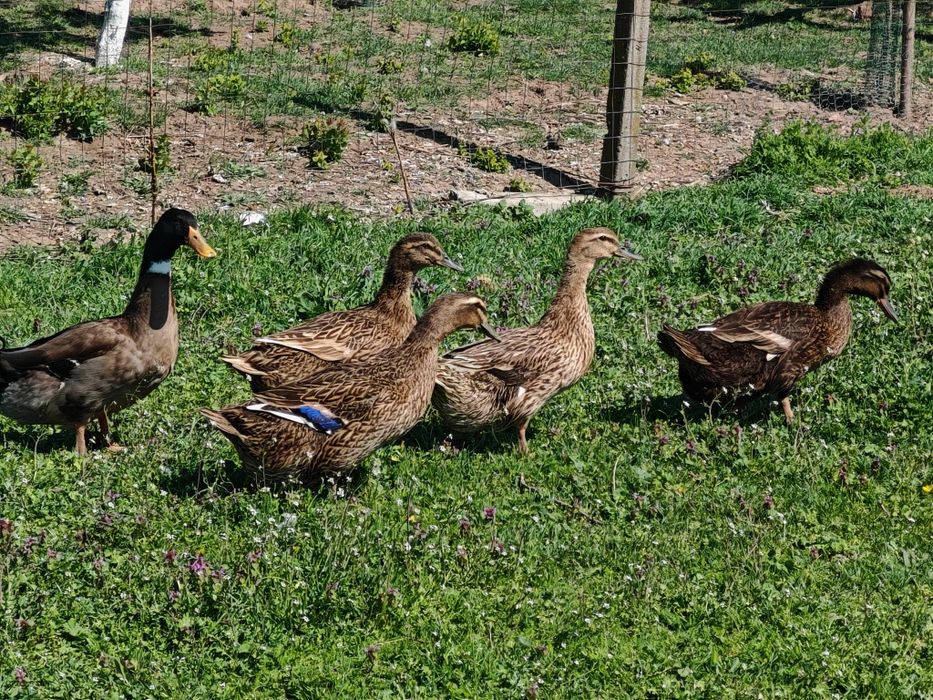 27 puișori de rață măcănitoare/românească