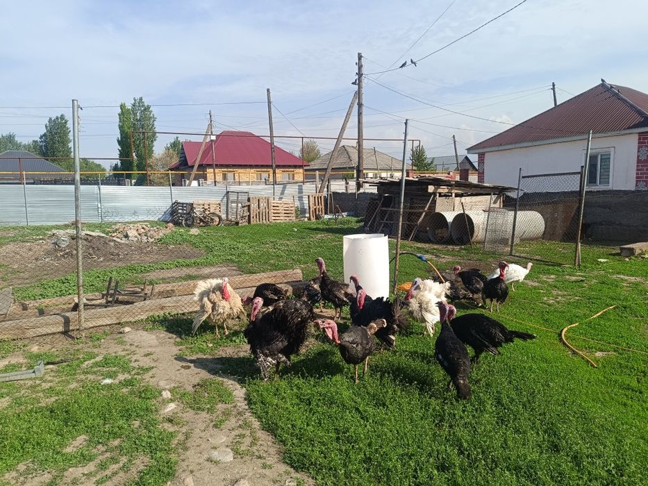 Продам индюков и индюшек