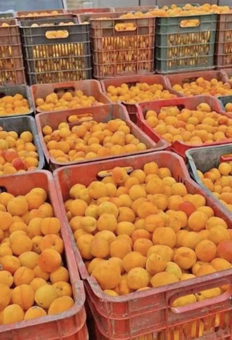 Vand. Caise. De tuica. Palinca. Dulceata etc.