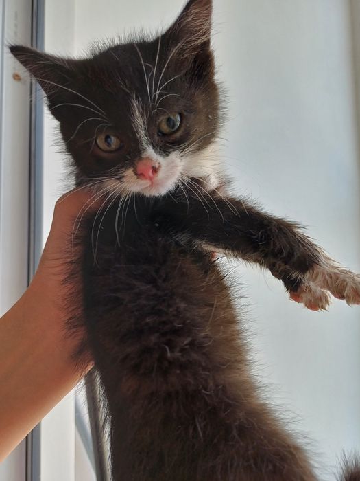 Котенок 2 месяца девочка