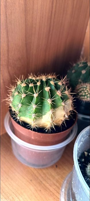 Продам кактусы круглые
