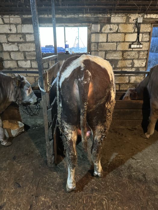 Откорм бұқа сатылады