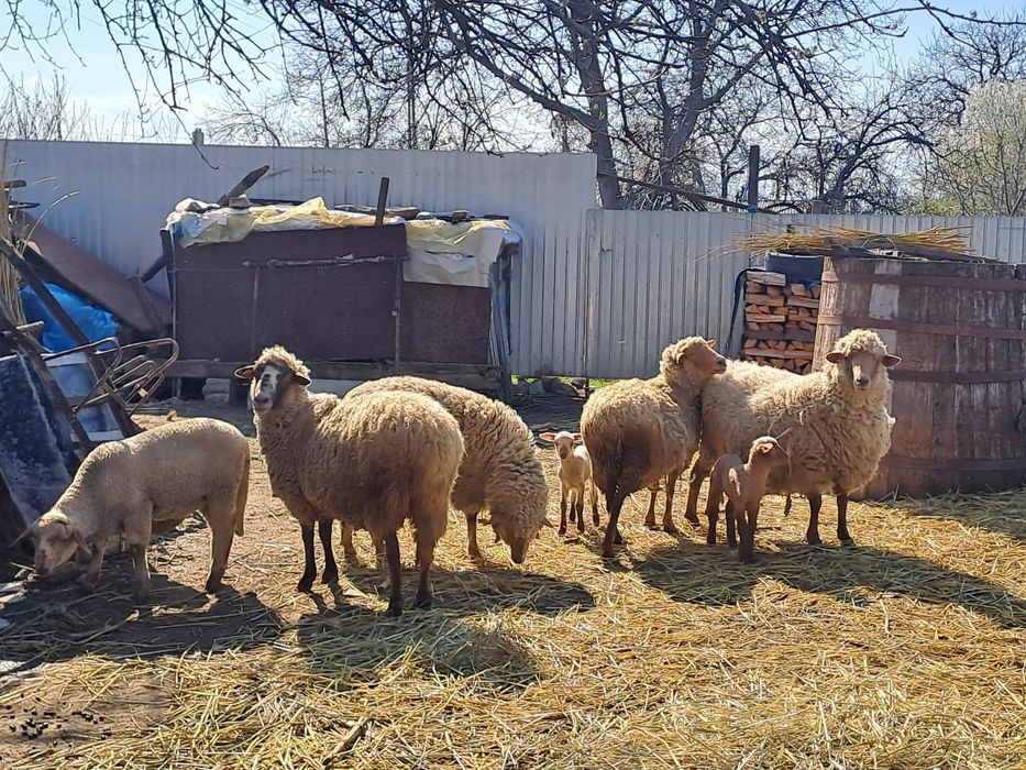 Oi cu miei de vanzare! Preturi incepand de la 1000 lei