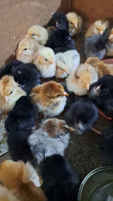 Пилета на седмица