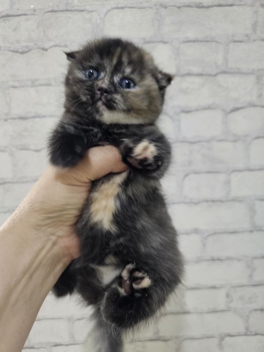 Шотландсая вислоухая девочка