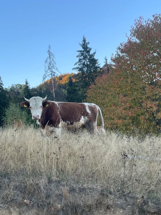 Taur bălțat românesc de vânzare