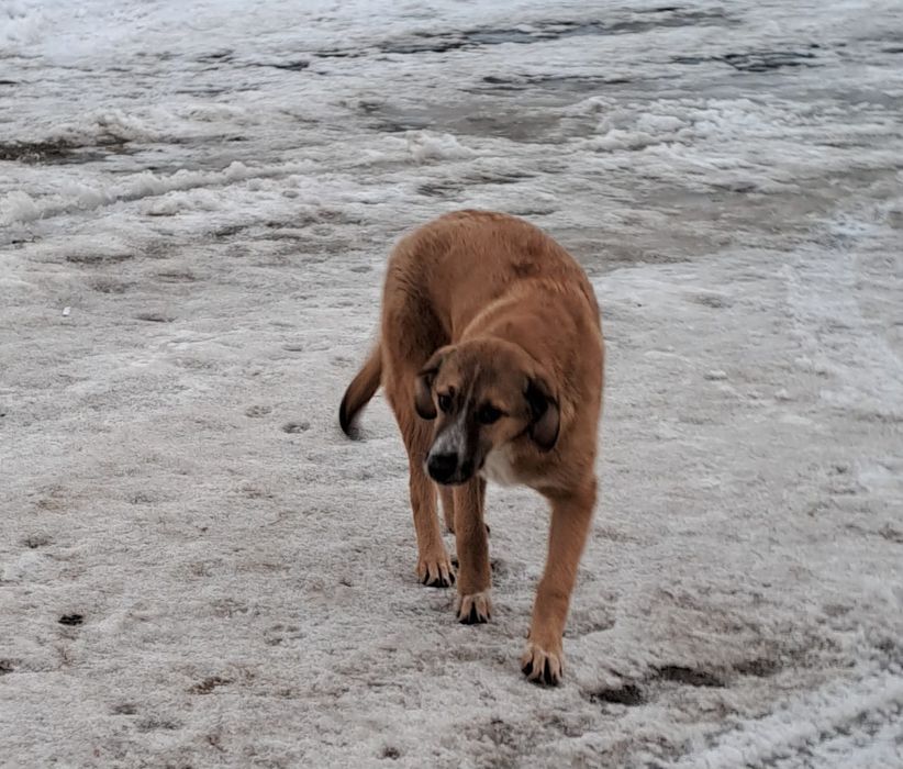 Срочно щенки ищут добрые руки!