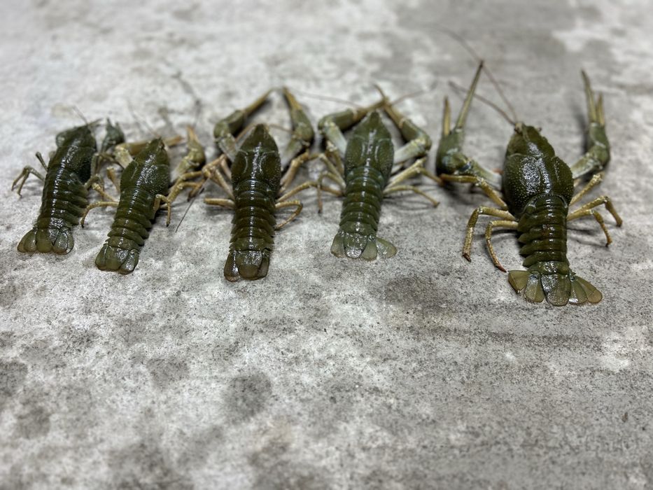 Раки живые и вареные