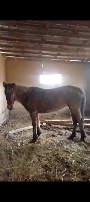 Қысыр бие сатылады