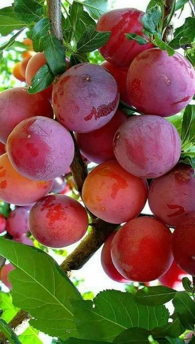 Pomi Fructiferi Columnari (Soiuri De Prun )