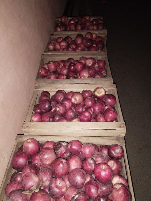Продам... Яблоки...