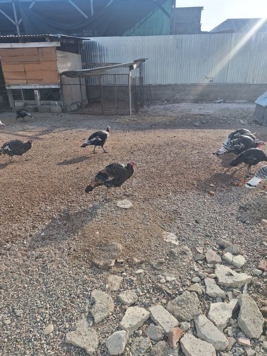 Продам 4 молодых самца индюков