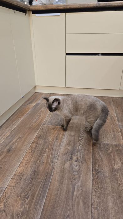 Котенок, мальчик 7.5 мес.