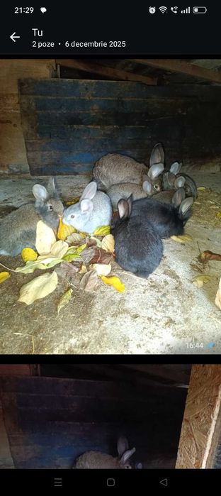 Iepuri de vânzare, negociabil..