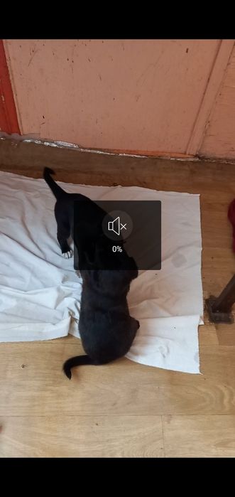 Отдам щенков за продукты питания .