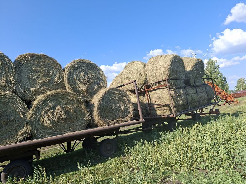 продам сено зеленое
