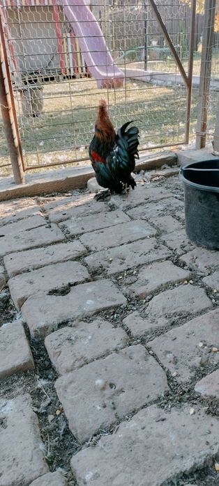 Cocoșei pitici  5
