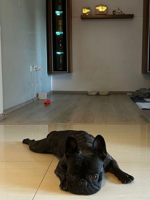 Pet Sitting/Dog Boarding