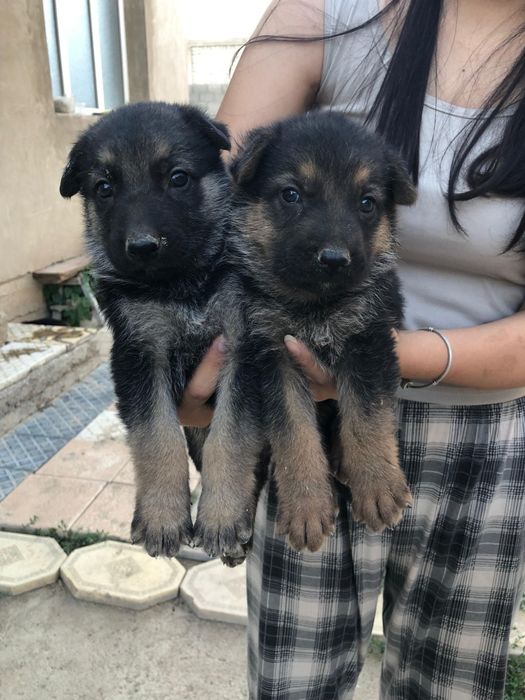 Прадаются шикарные вео щенки 40000