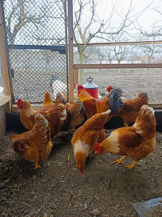 Ouă incubat găini wiandotte si new hampshire
