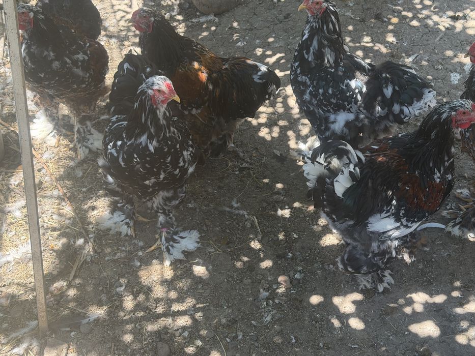 brahma portelan si bobat