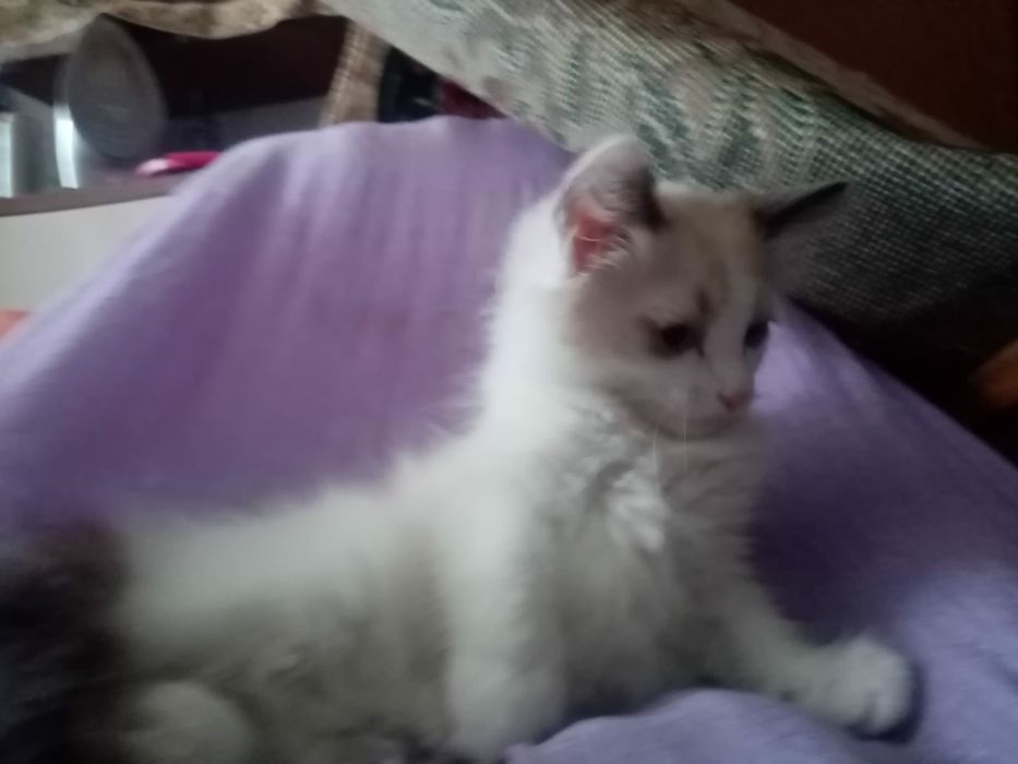 Котенок мальчик ждет свою хозяйку!