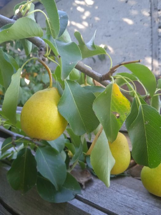 Продам яблоки алма-атинский аппорт