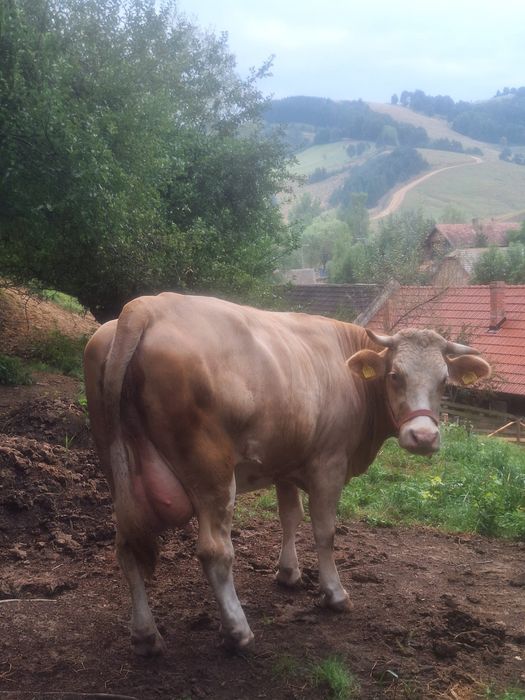Vaca gestanta baltata romaneasca