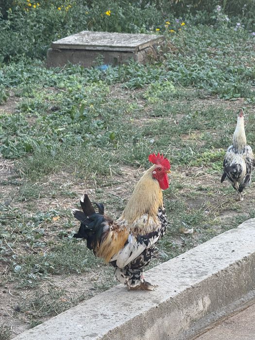 Cocoși pitici de vânzare -Focșani/ Cotesti