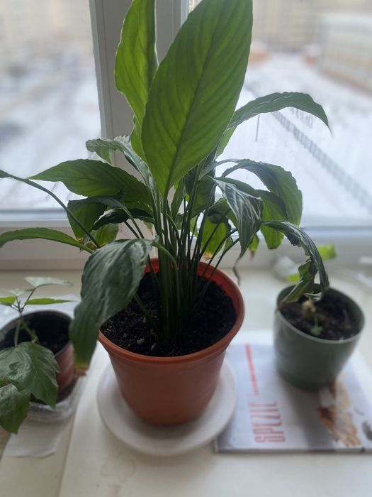 Продам цветы