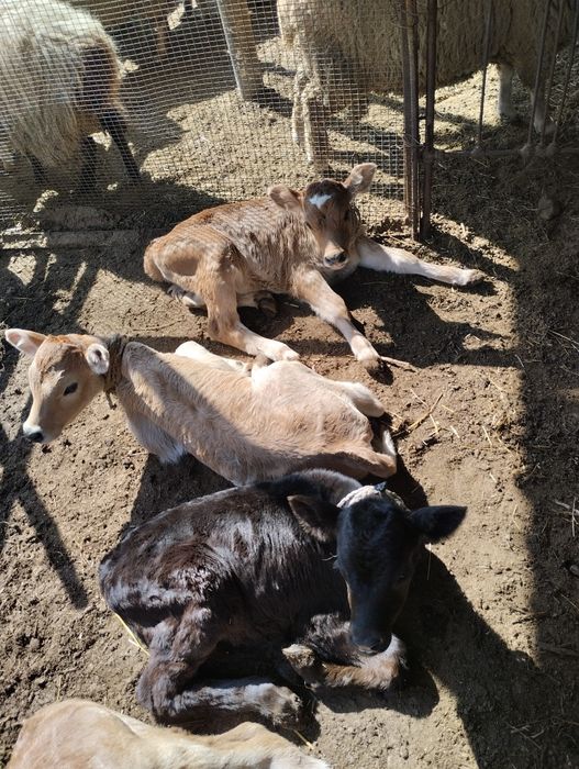 Бызау бар 1 айлық