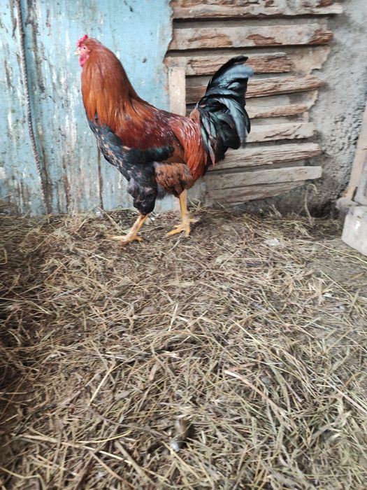 Петух Брама 2 , Кучин 2