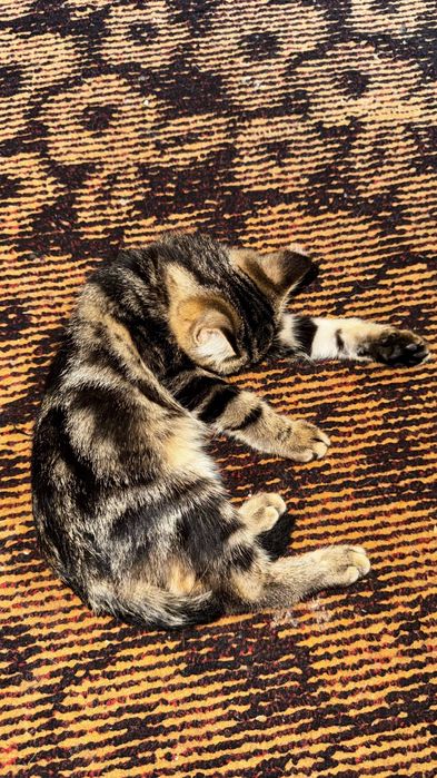 Отдам в хорошие руки